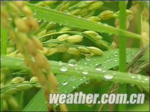 宁夏连阴雨影响作物产量 