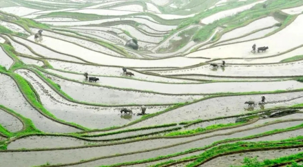 芒种不种，再种无用