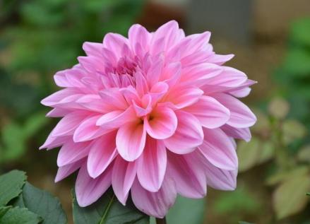 大丽花