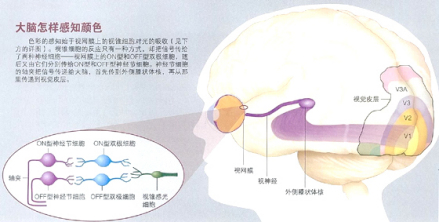 神经节细胞