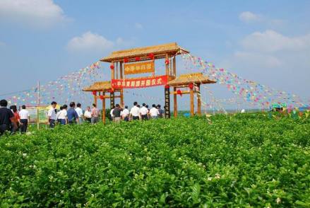 横县中华茉莉园