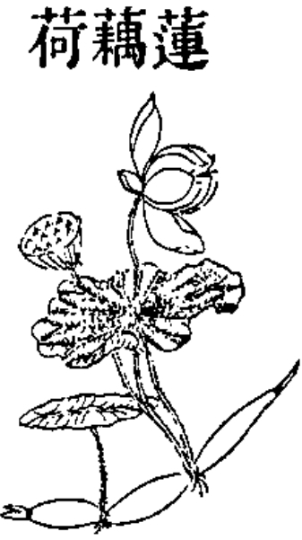 藕实茎 