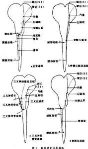 神经通路