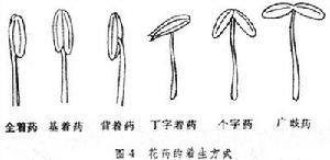 花蕊着生方式