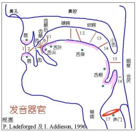 发音器官