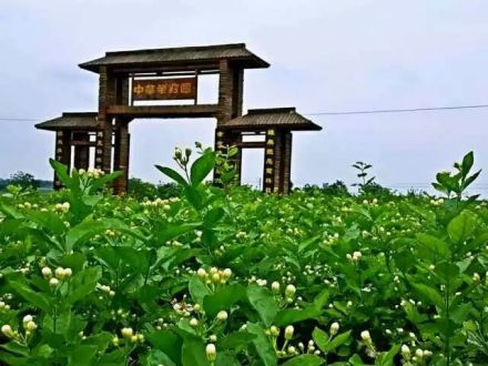 中华茉莉园
