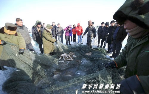 乌伦古湖冬捕景象