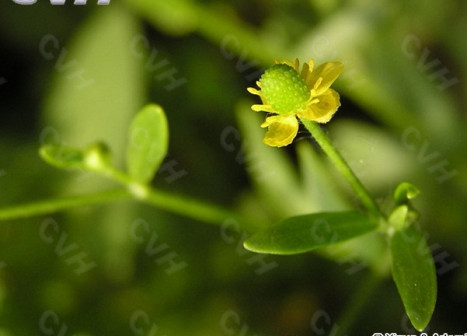 石龙芮-枝花