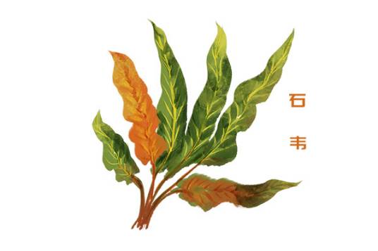 石韦