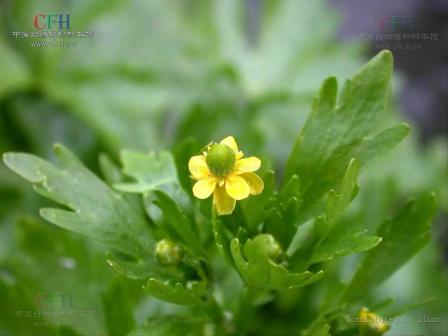 石龙芮-枝花