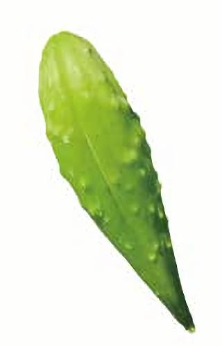 萝藦的果