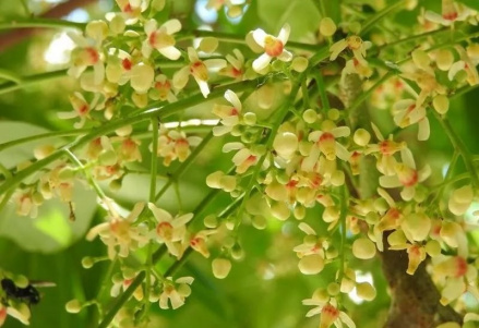 桃花心木-花
