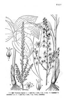 藜芦