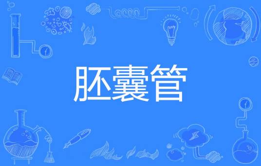 胚囊管