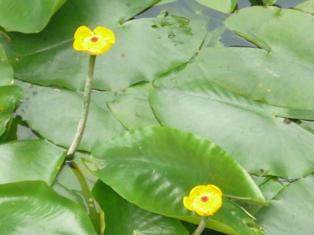 萍蓬草