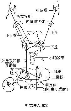 听觉传入道路