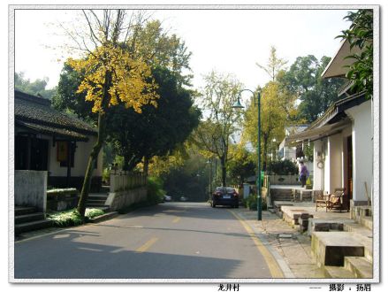 龙井问茶