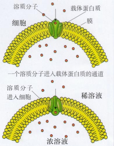 主动运输