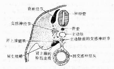 神经节细胞