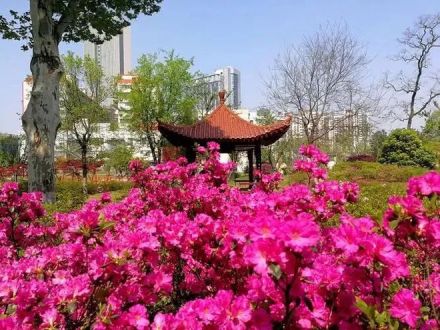 杜鹃园