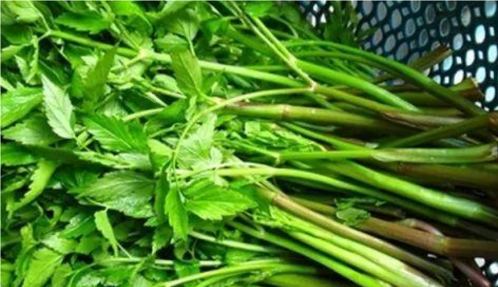 石龙芮-食用