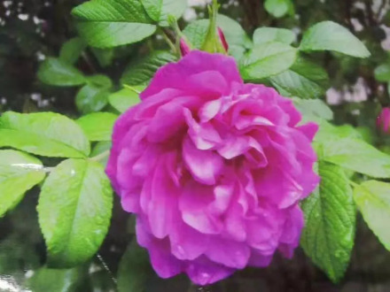 玫瑰花 