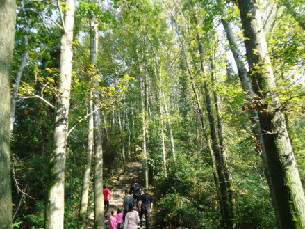 云碧峰国家森林公园景色