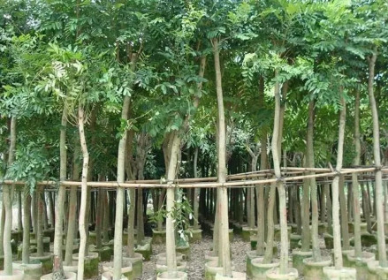 桃花心木