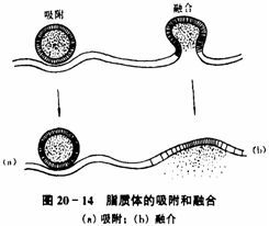 脂质体