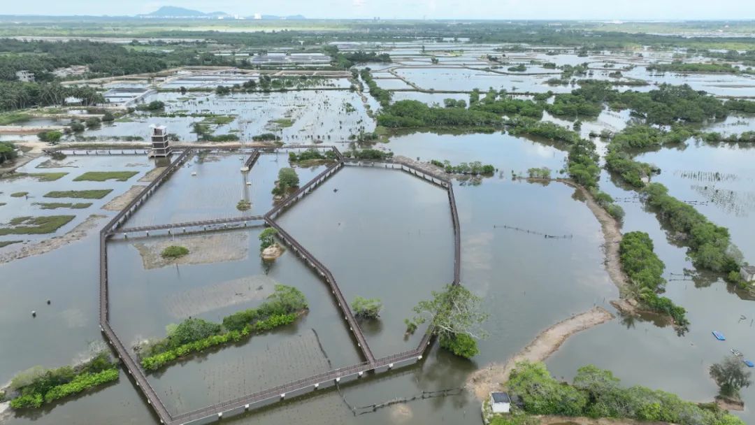 海南清澜红树林省级自然保护区 