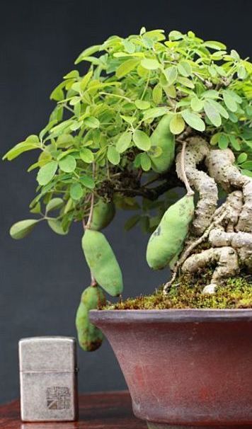 木通
