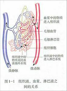 人体内环境