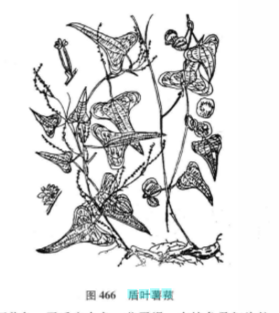 盾叶薯蓣 