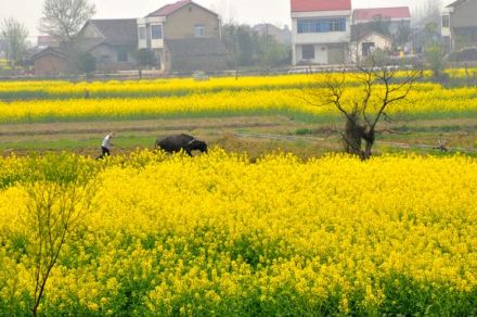 油菜籽