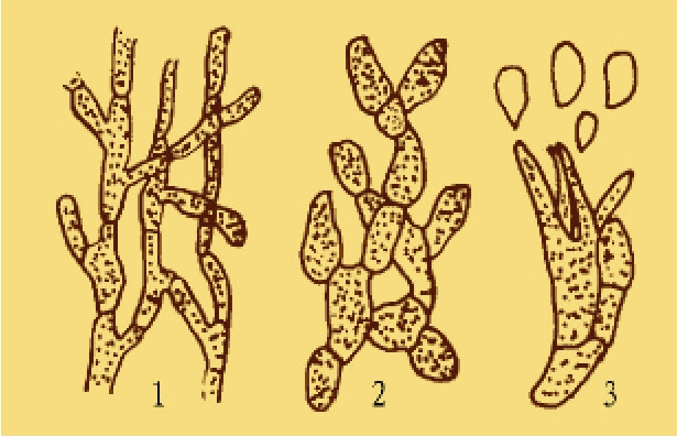 注：1.幼菌丝；2.老菌丝；3.担子及担孢子。