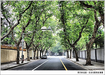 徐汇区幽静马路