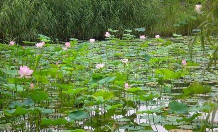 荷花池