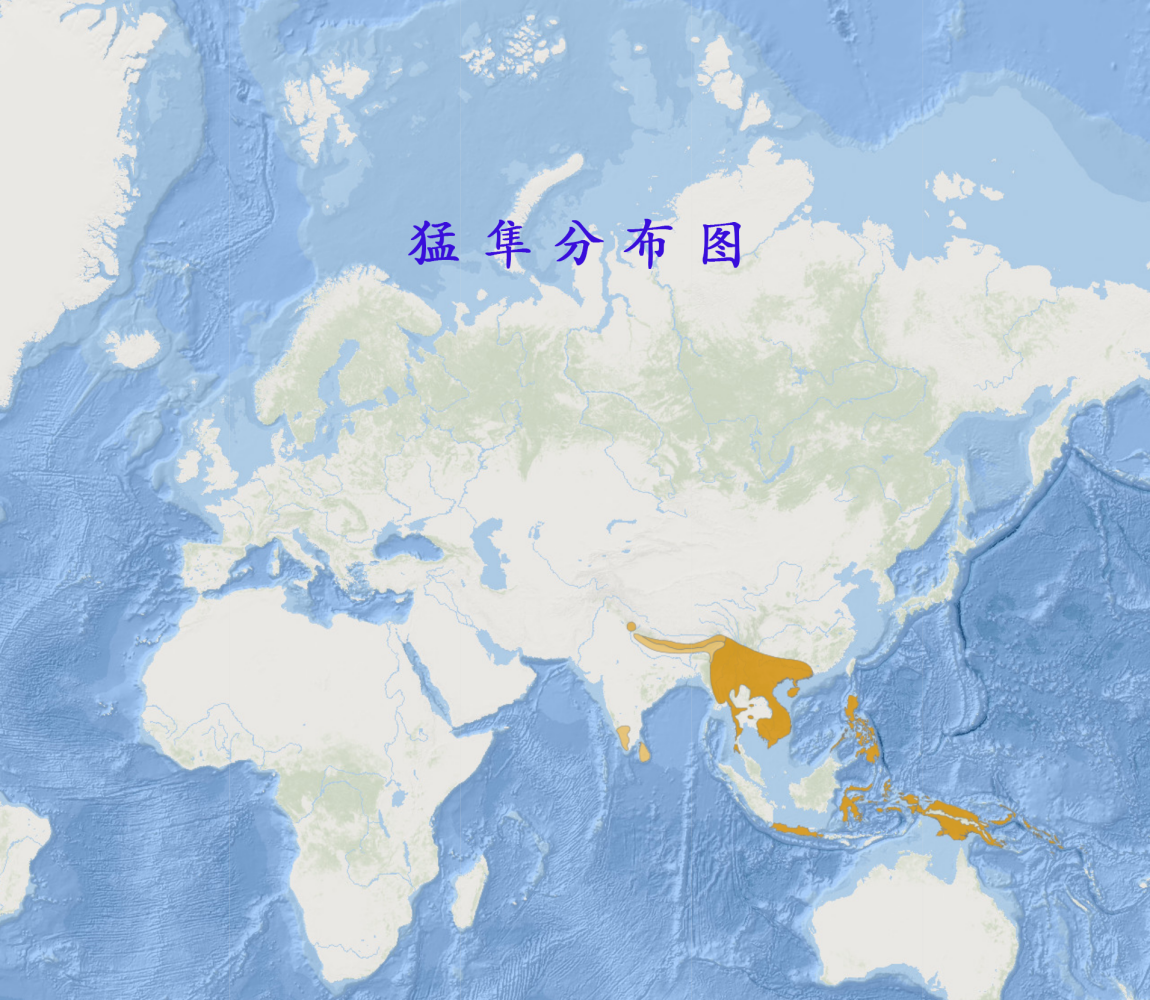 猛隼分布图 