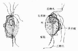 生殖器滴虫病