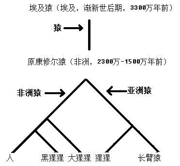 猿猴的种系发生