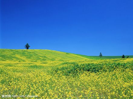 草地
