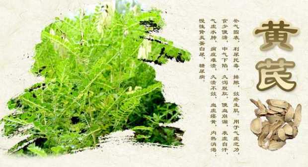 生黄芪图片18