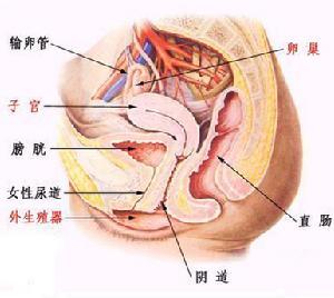 生殖器滴虫病