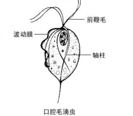 口腔毛滴虫