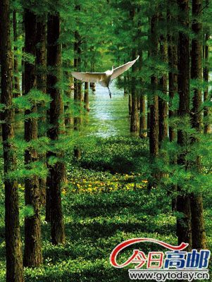 高邮东湖湿地公园-野鸭放飞