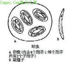 生殖器滴虫病