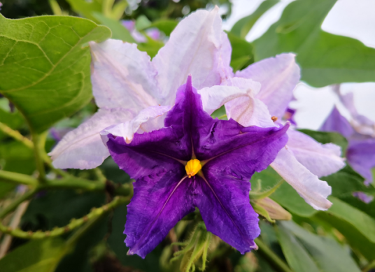 大花茄