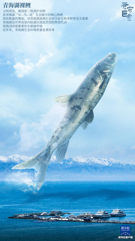 青海湖裸鲤 