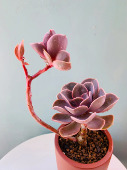 紫珍珠