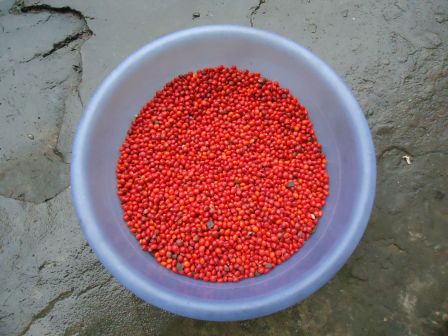 小叶红豆